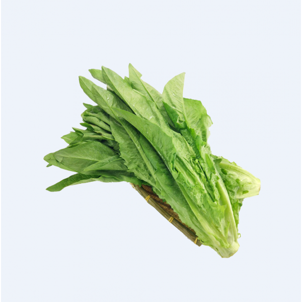 A-CHOY/ A菜（油麦菜） ~ 1.5LB