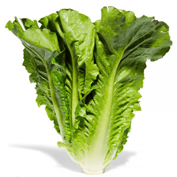 Romaine lettuce / 罗马生菜 - 1个