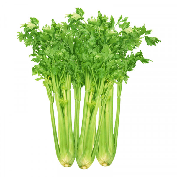 CHINESE CELERY / 唐人香芹 - 1Bouquet