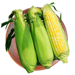 Corn / 玉米 ~ 3PCs