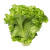 Green Leaf Lettuce / 唐生菜 - 1个